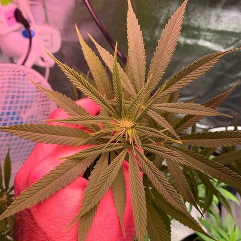 Original Skunk #1  growlog timeline photo