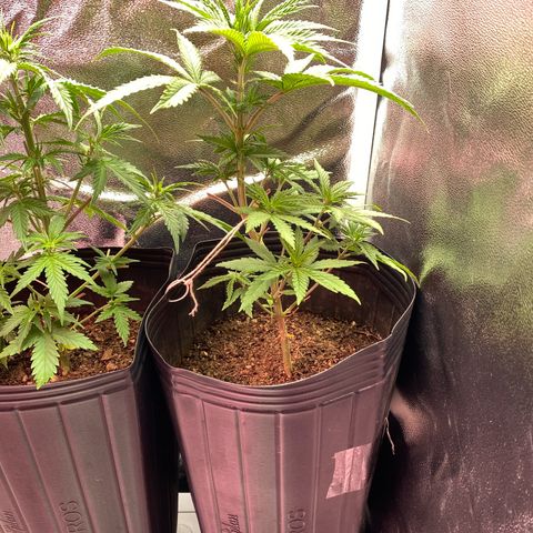 My first Northern Lights Auto growlog timeline photo