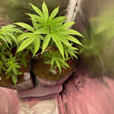 My first Northern Lights Auto growlog timeline photo