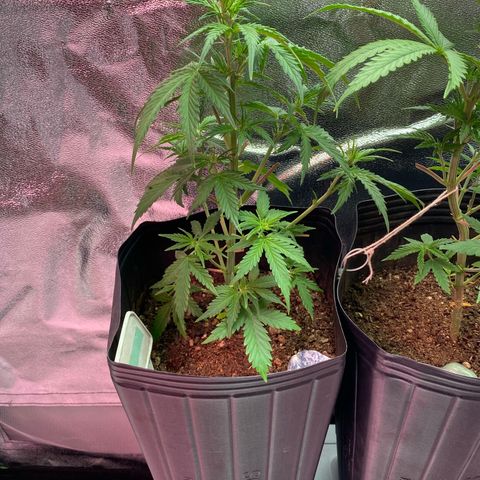 My first Lemon Kush Auto growlog timeline photo