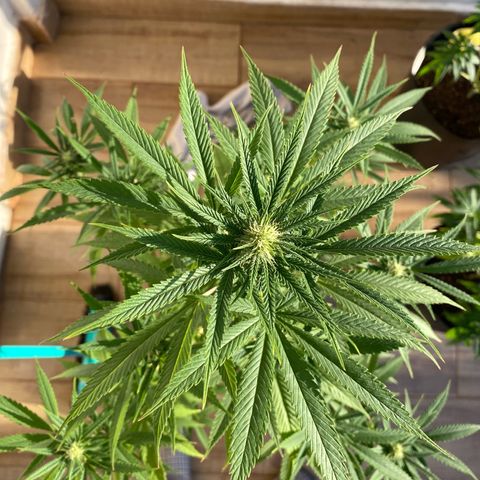 Original Skunk #1  growlog timeline photo