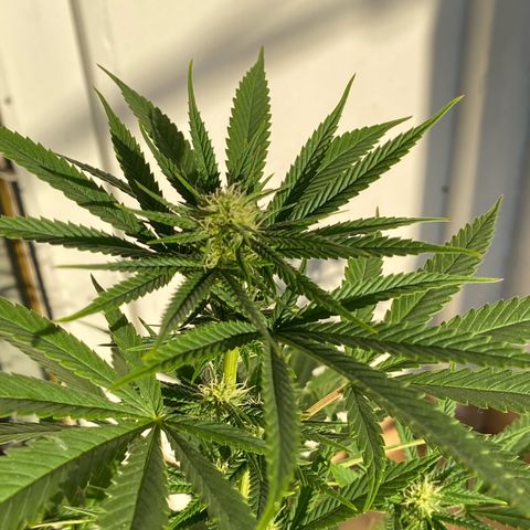 Original Skunk #1  growlog timeline photo