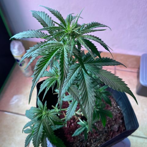My first Lemon Kush Auto growlog timeline photo