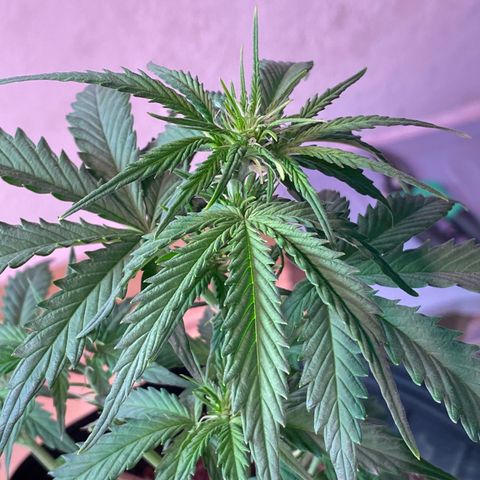 My first Lemon Kush Auto growlog timeline photo