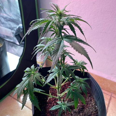 My first Lemon Kush Auto growlog timeline photo