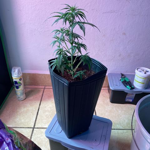 My first Lemon Kush Auto growlog timeline photo