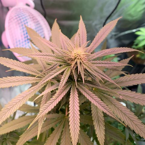 Original Skunk #1  growlog timeline photo