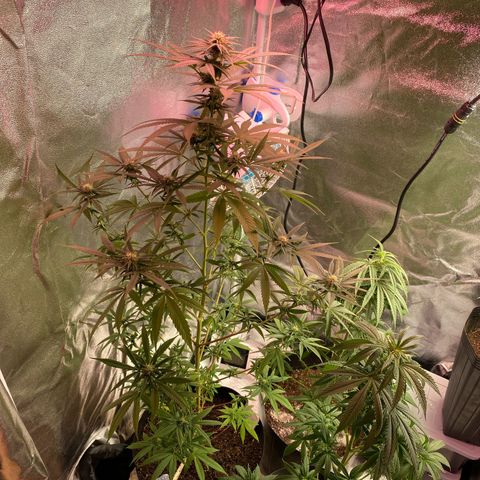 Original Skunk #1  growlog timeline photo