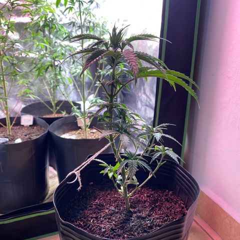 My first Northern Lights Auto growlog timeline photo