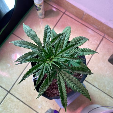 My first Northern Lights Auto growlog timeline photo