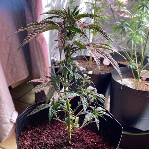 My first Northern Lights Auto growlog timeline photo