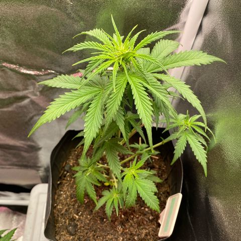 My first Lemon Kush Auto growlog timeline photo