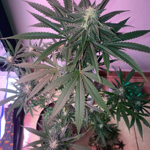 Original Skunk #1  growlog timeline photo