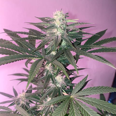 Original Skunk #1  growlog timeline photo