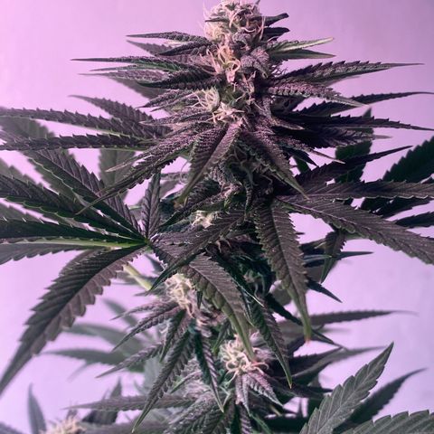 Original Skunk #1  growlog timeline photo