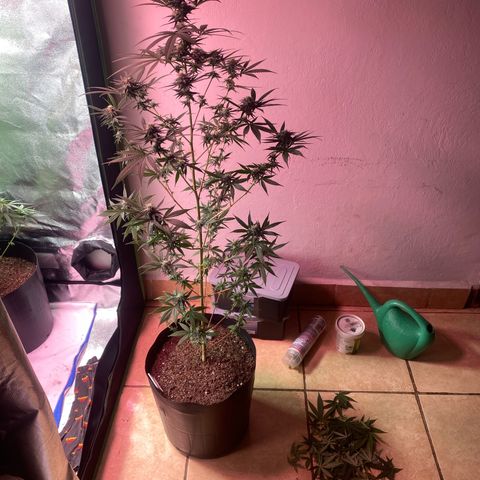 Original Skunk #1  growlog timeline photo