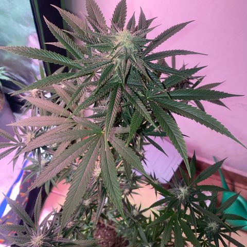 Original Skunk #1  growlog timeline photo