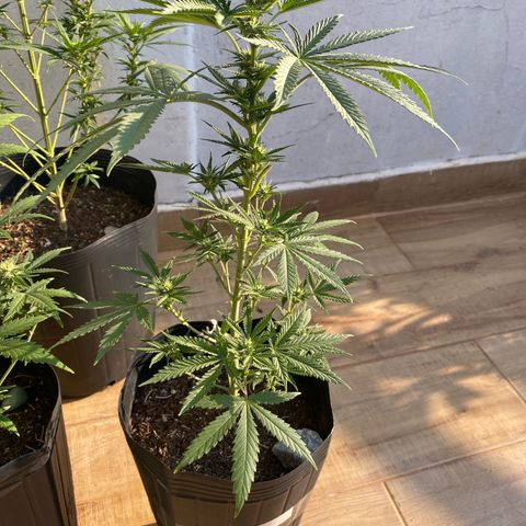 My first Northern Lights Auto growlog timeline photo