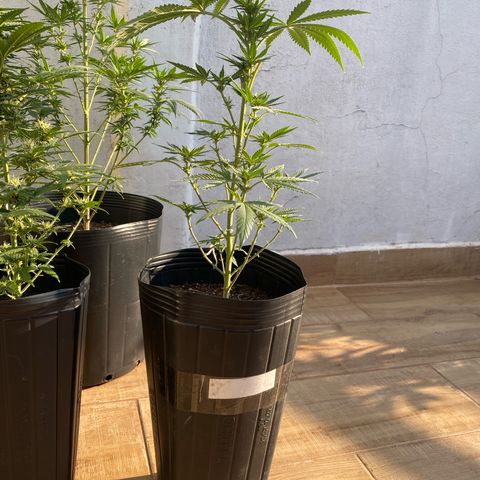 My first Northern Lights Auto growlog timeline photo