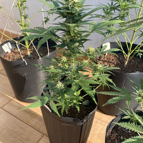 My first Lemon Kush Auto growlog timeline photo