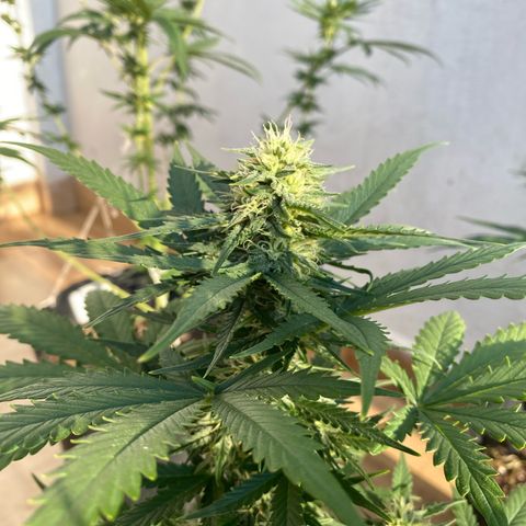 My first Lemon Kush Auto growlog timeline photo