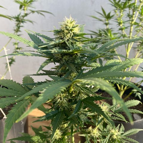 My first Lemon Kush Auto growlog timeline photo