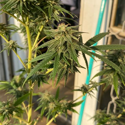 Original Skunk #1  growlog timeline photo