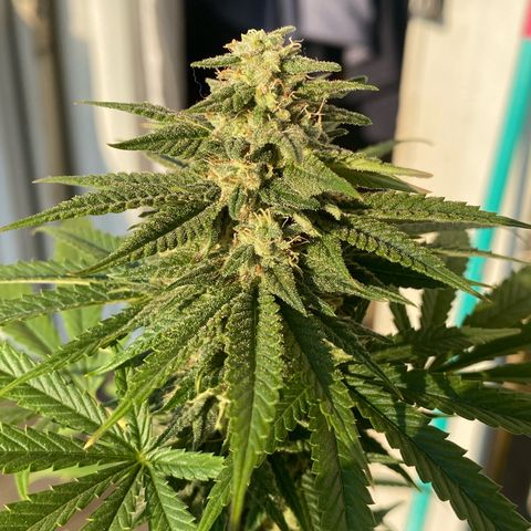 Original Skunk #1  growlog timeline photo