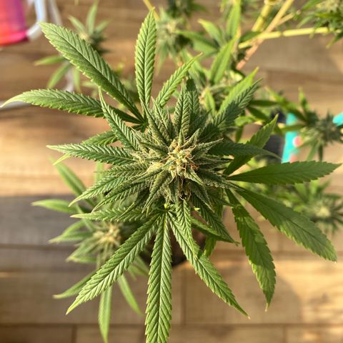Original Skunk #1  growlog timeline photo