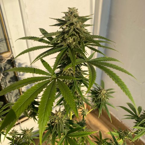 Original Skunk #1  growlog timeline photo