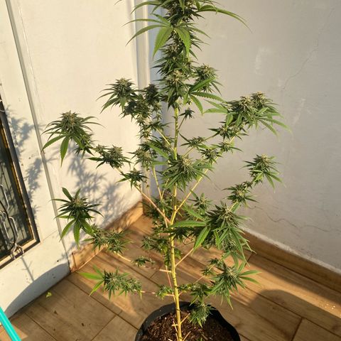 Original Skunk #1  growlog timeline photo