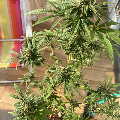 Original Skunk #1  growlog timeline photo