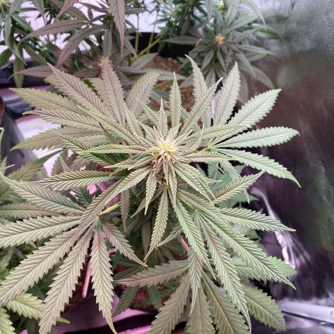 My first Northern Lights Auto growlog timeline photo