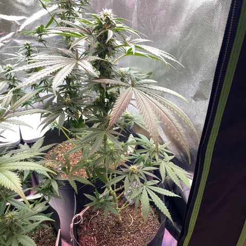 My first Northern Lights Auto growlog timeline photo