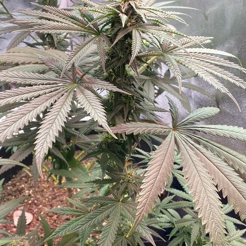 My first Northern Lights Auto growlog timeline photo