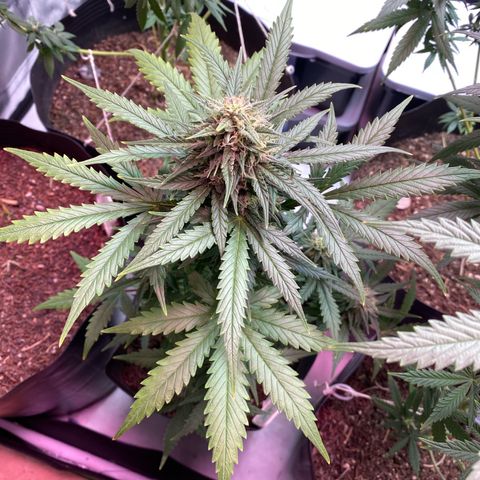 My first Lemon Kush Auto growlog timeline photo