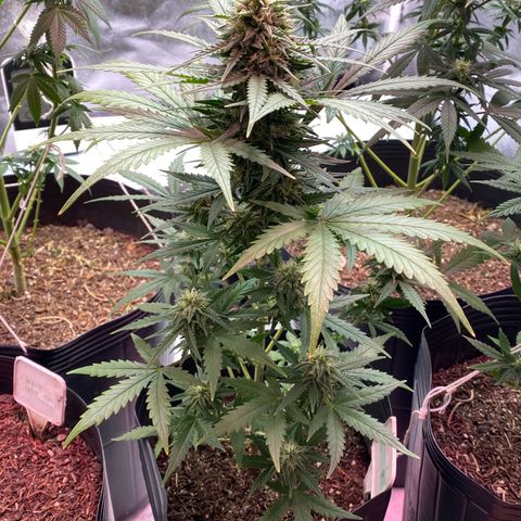 My first Lemon Kush Auto growlog timeline photo