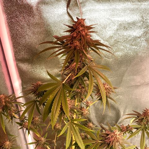Original Skunk #1  growlog timeline photo