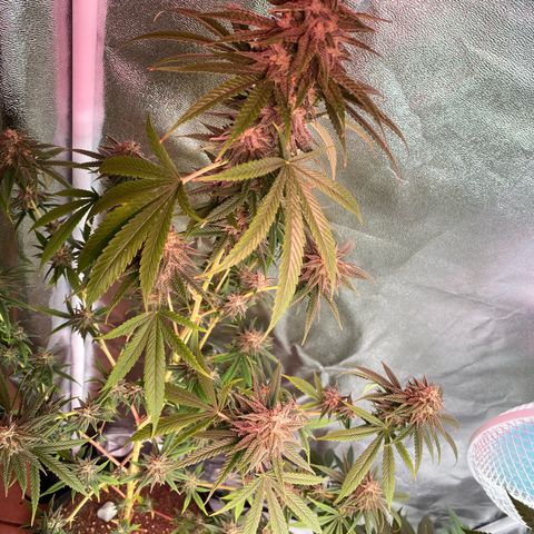 Original Skunk #1  growlog timeline photo