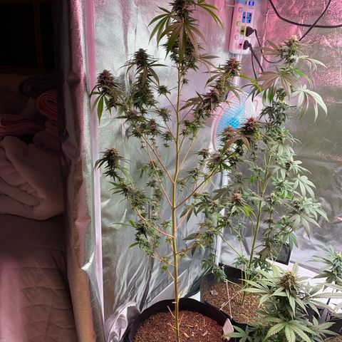 Original Skunk #1  growlog timeline photo