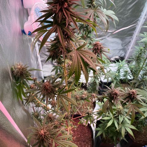 Original Skunk #1  growlog timeline photo