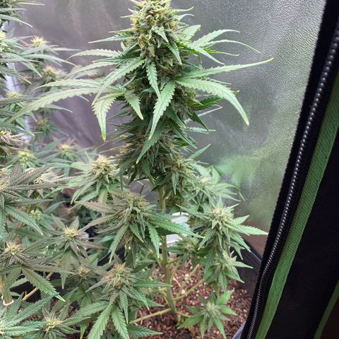 My first Lemon Kush Auto growlog timeline photo