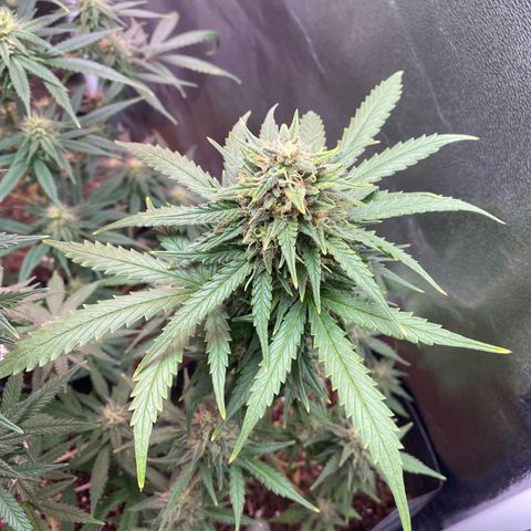 My first Lemon Kush Auto growlog timeline photo