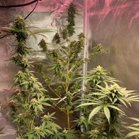 Original Skunk #1  growlog timeline photo
