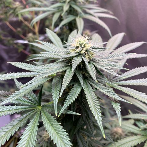 My first Northern Lights Auto growlog timeline photo