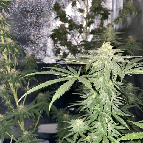 My first Northern Lights Auto growlog timeline photo