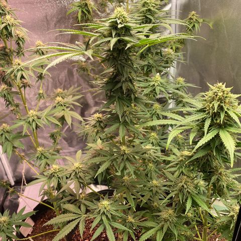 My first Northern Lights Auto growlog timeline photo