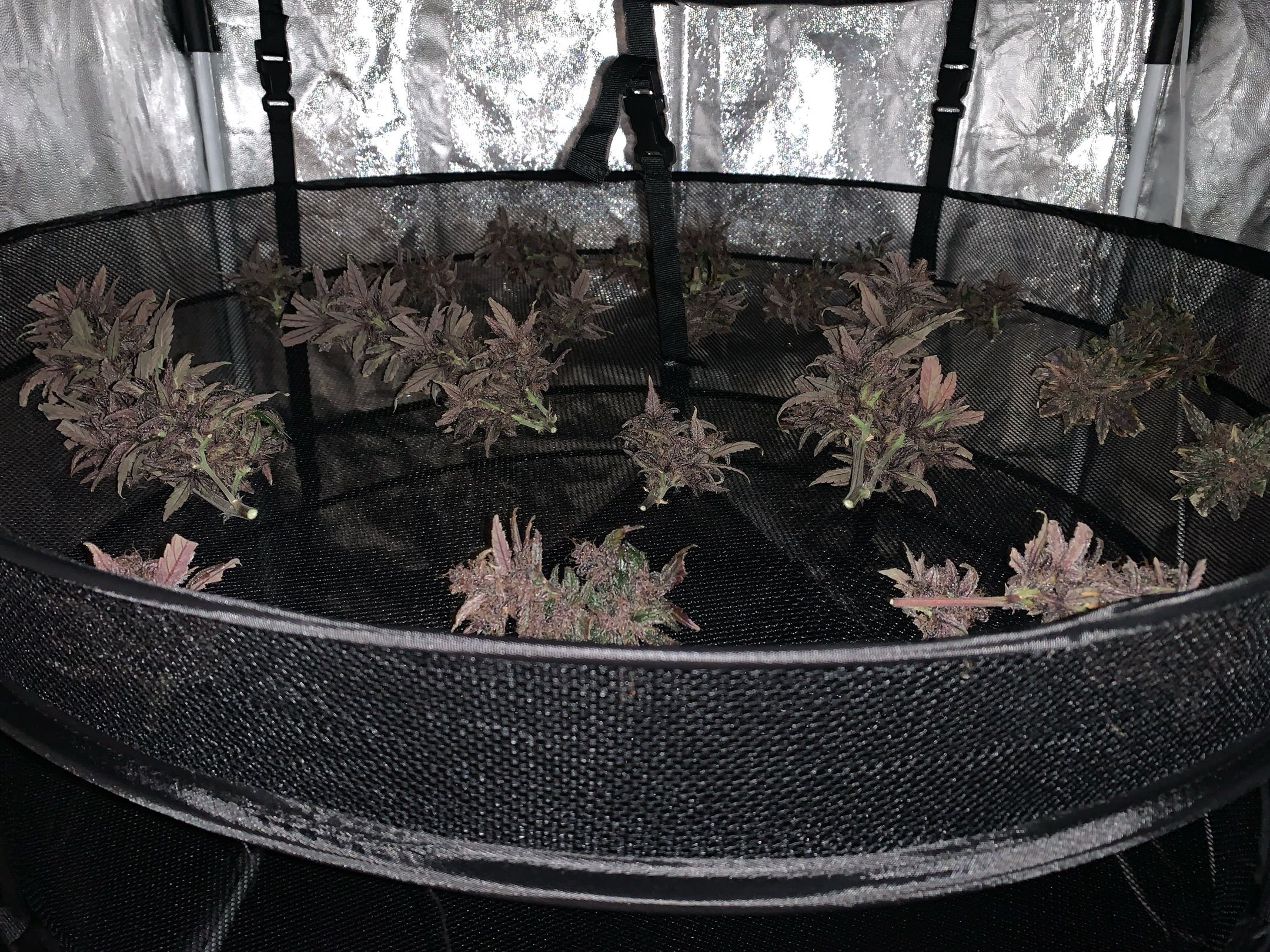 Crystal 1 auto growlog header