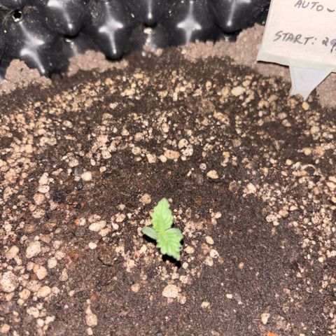 Sweet Mix Auto 1 growlog timeline photo