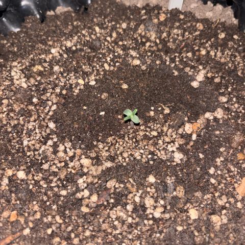 Sweet Mix Auto 2 growlog timeline photo